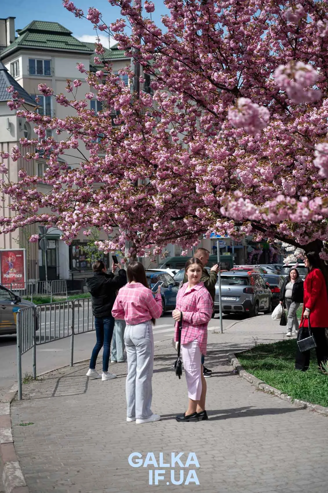 Люди фотографуються під рожевими квітучими деревами