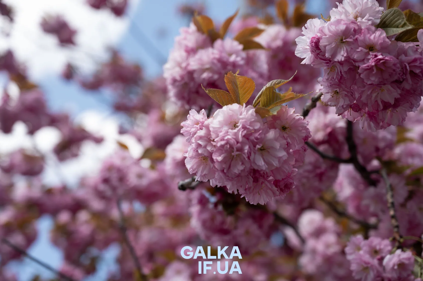 Рожеві квіти сакури на гілці навесні