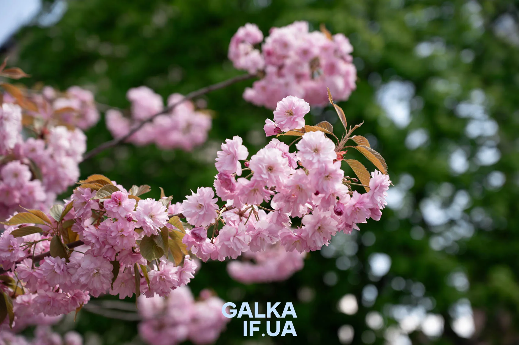 Рожеві квіти сакури навесні