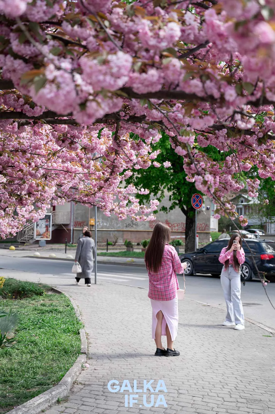 Дівчата фотографуються під квітучою сакурою на вулиці
