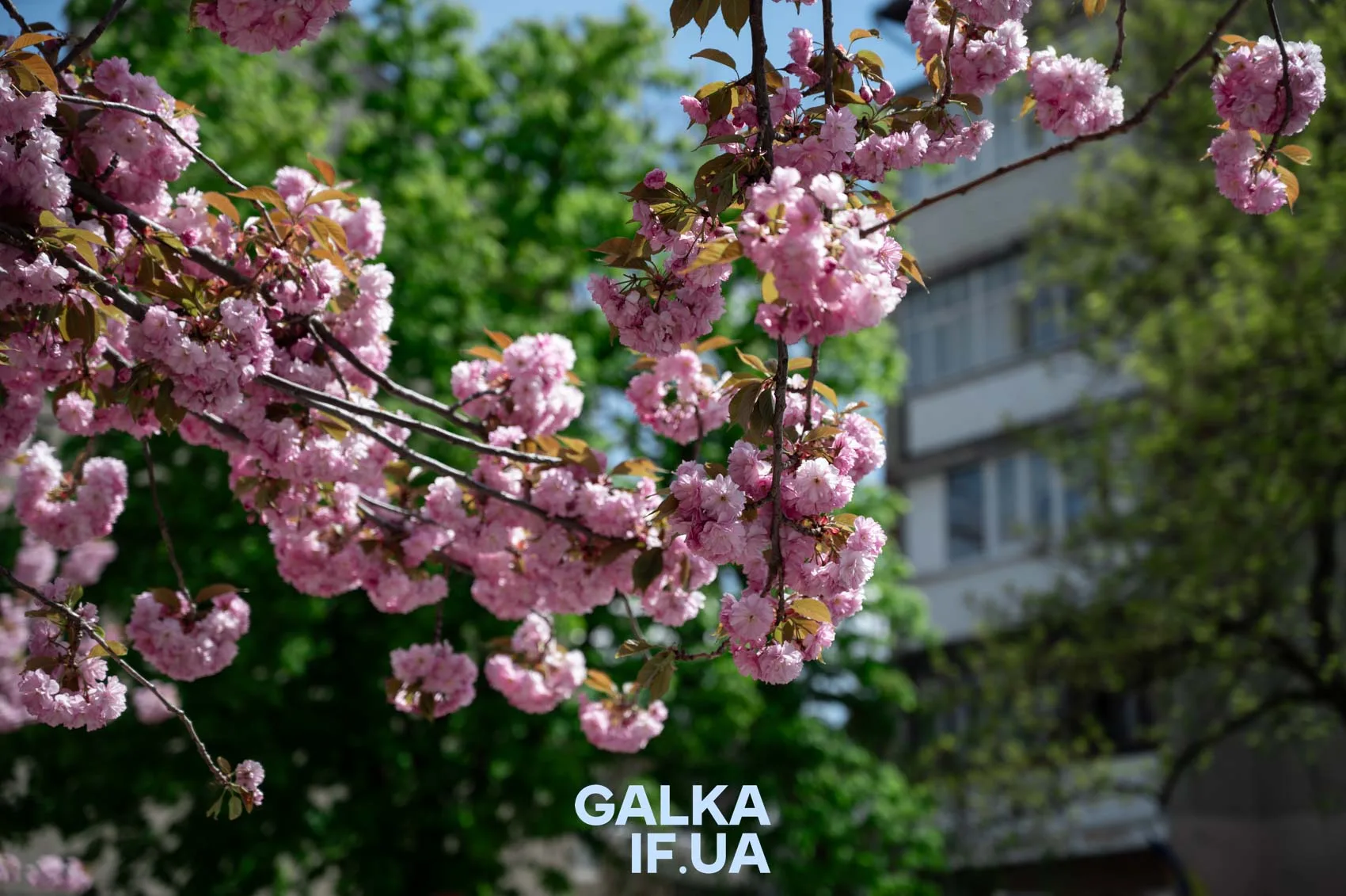 Рожеві квіти сакури біля будівлі навесні