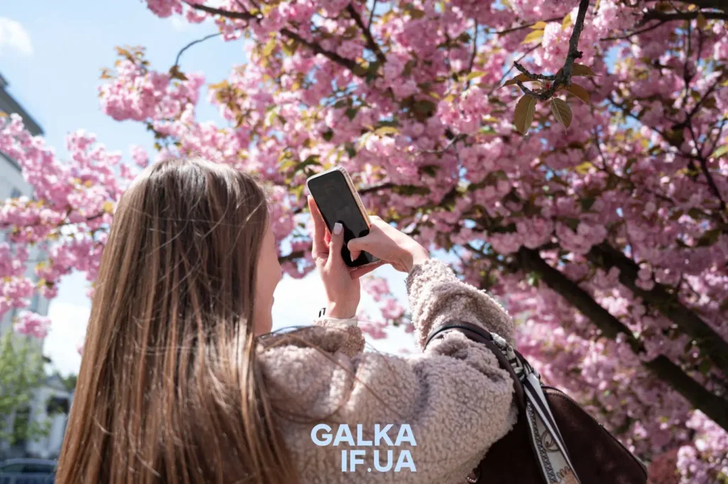 Дівчина фотографує рожеві сакури навесні