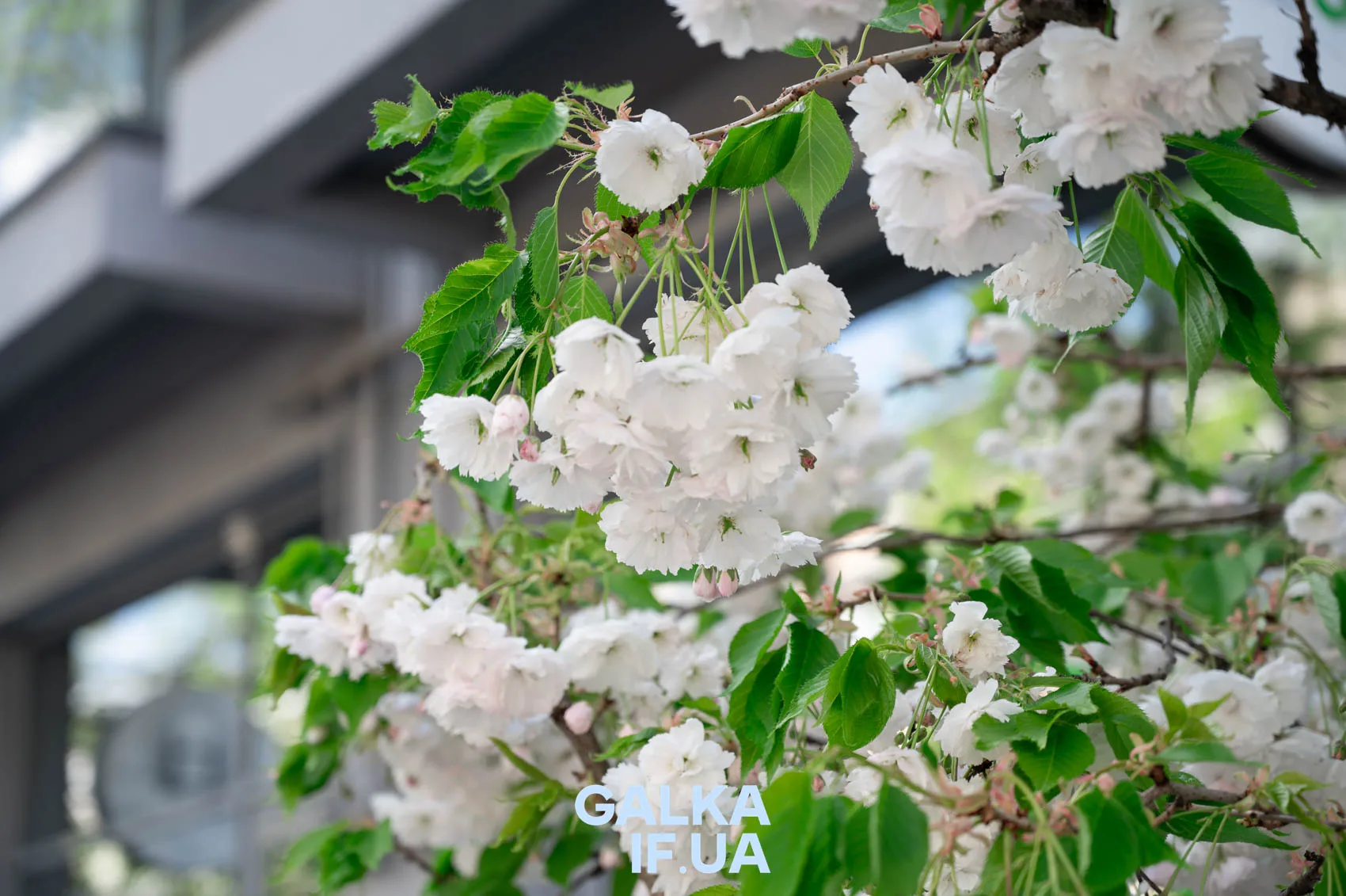 Біле цвітіння сакури весною