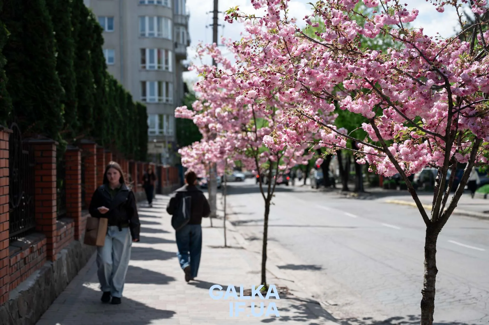 Вулиця з рожевими сакурами навесні