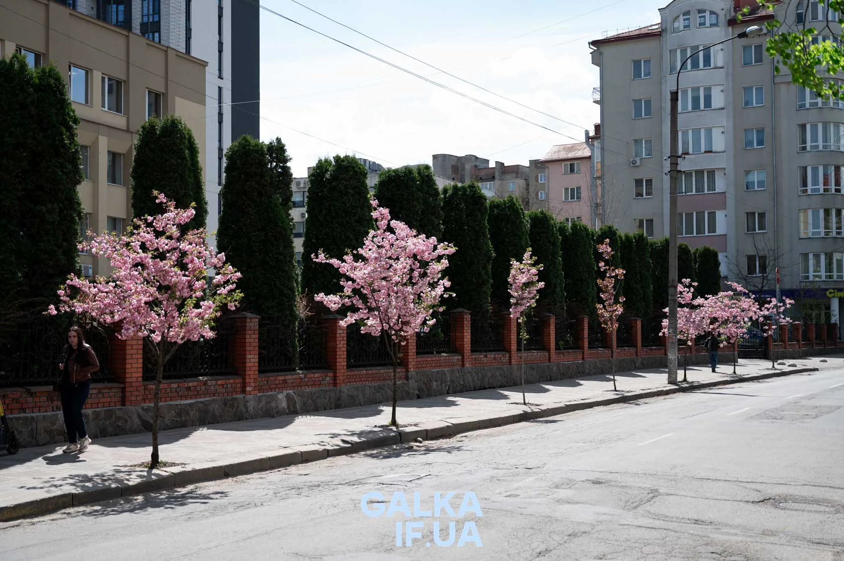 Вулиця з квітучими рожевими сакурами у місті