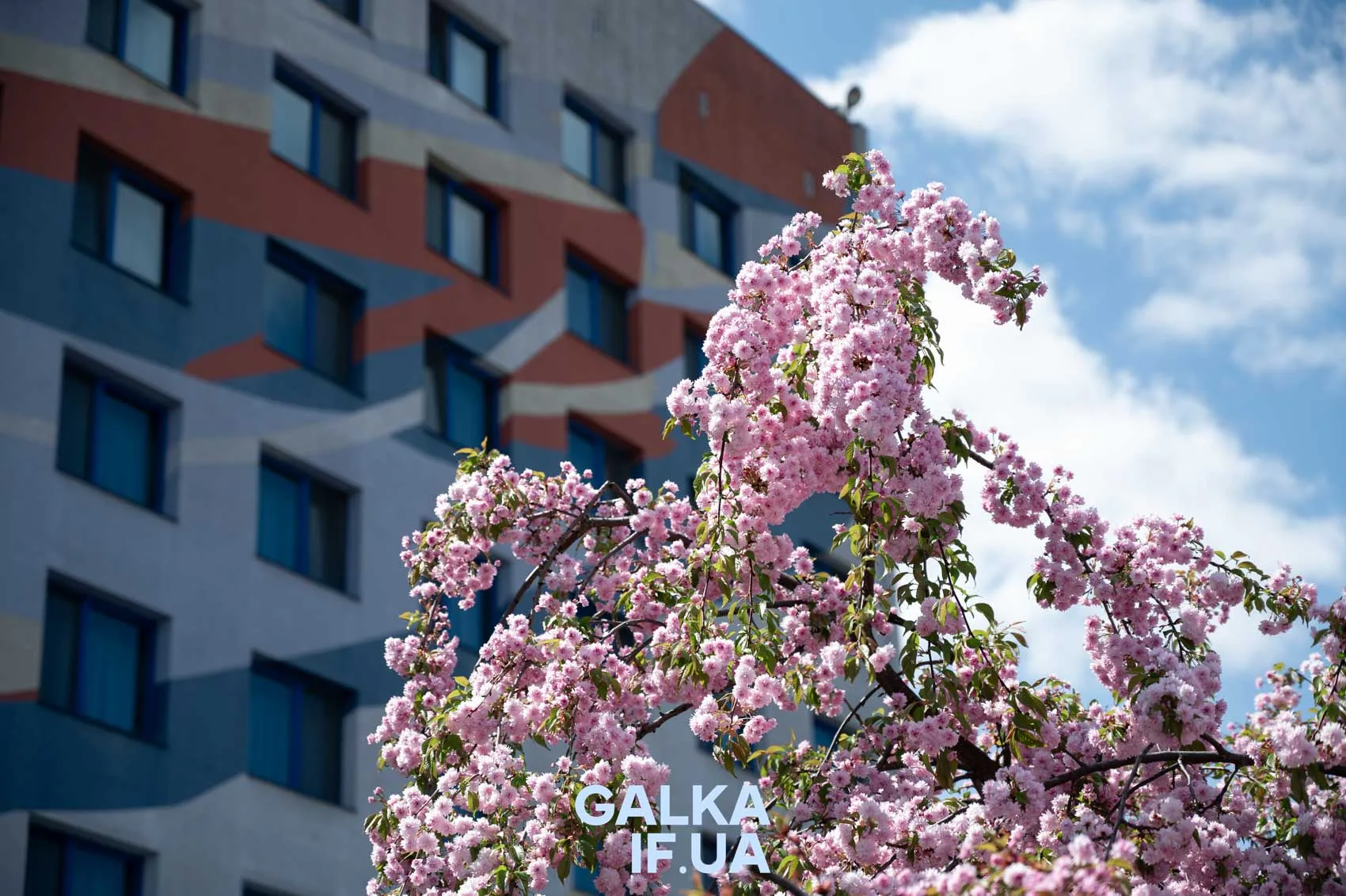 Квітуча сакура біля сучасної будівлі