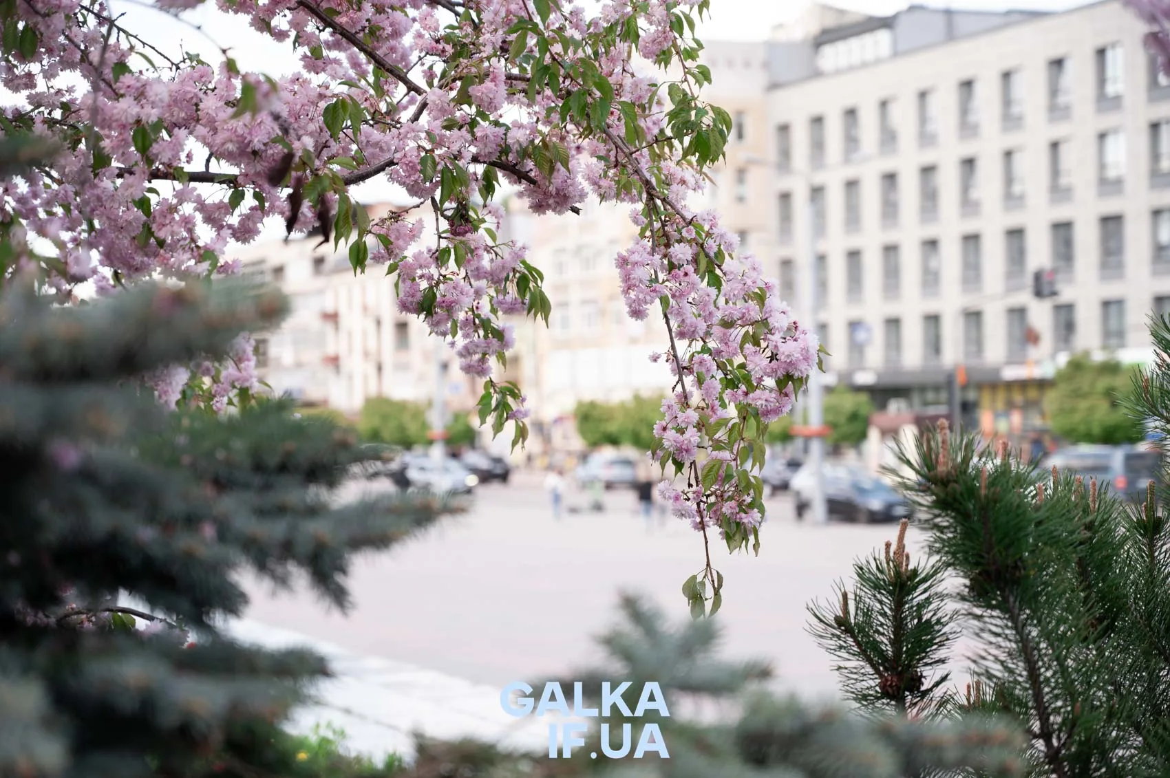 Цвітіння сакури в місті на фоні будівель