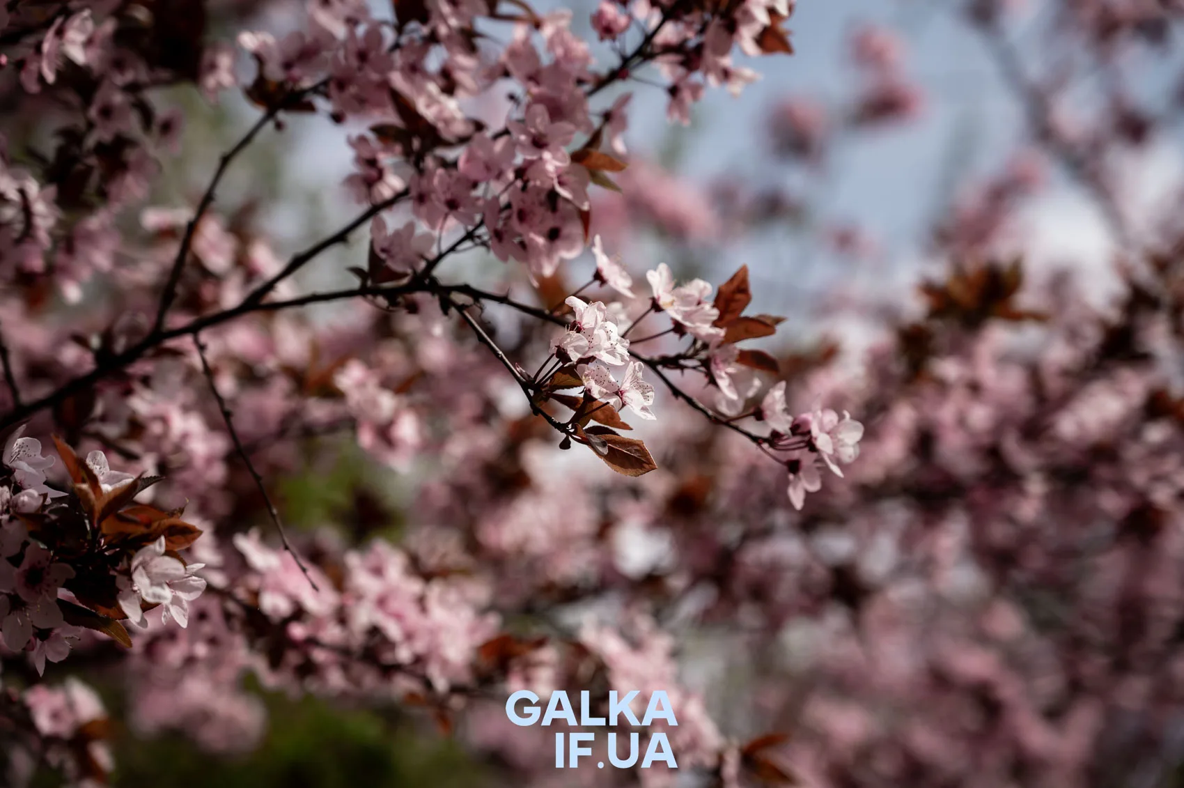 Гілка сакури з рожевими квітами навесні