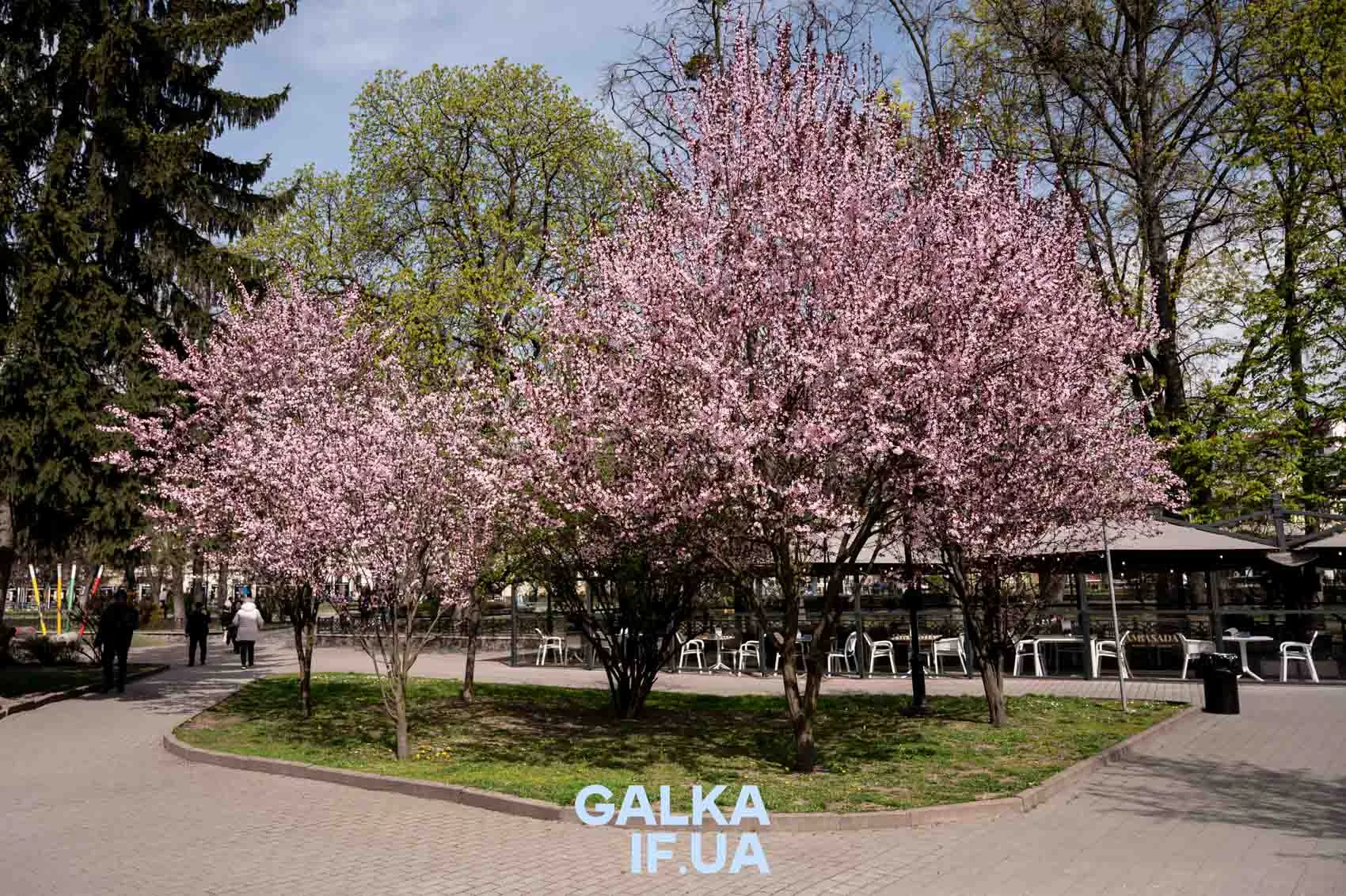 Весняні рожеві дерева у міському парку
