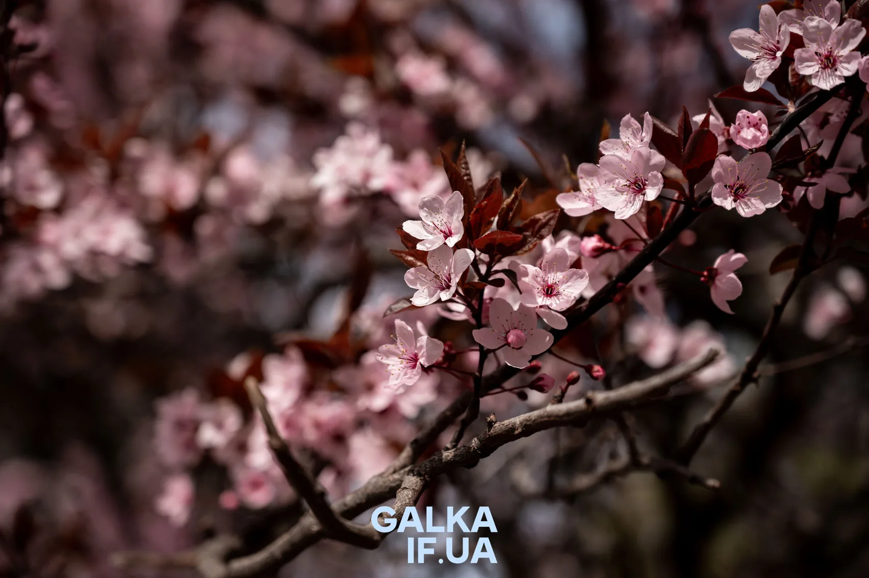 Цвітіння рожевих вишневих квітів навесні