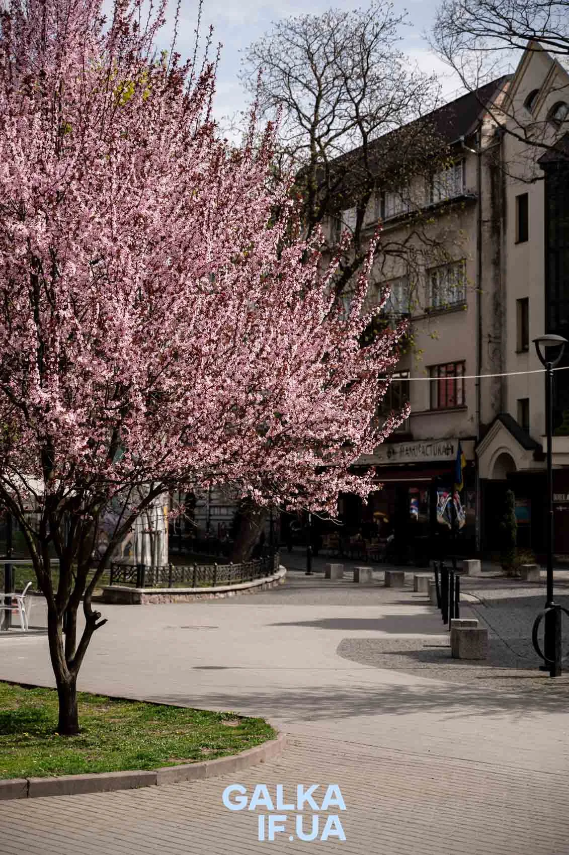Квітуче рожеве дерево на міській вулиці