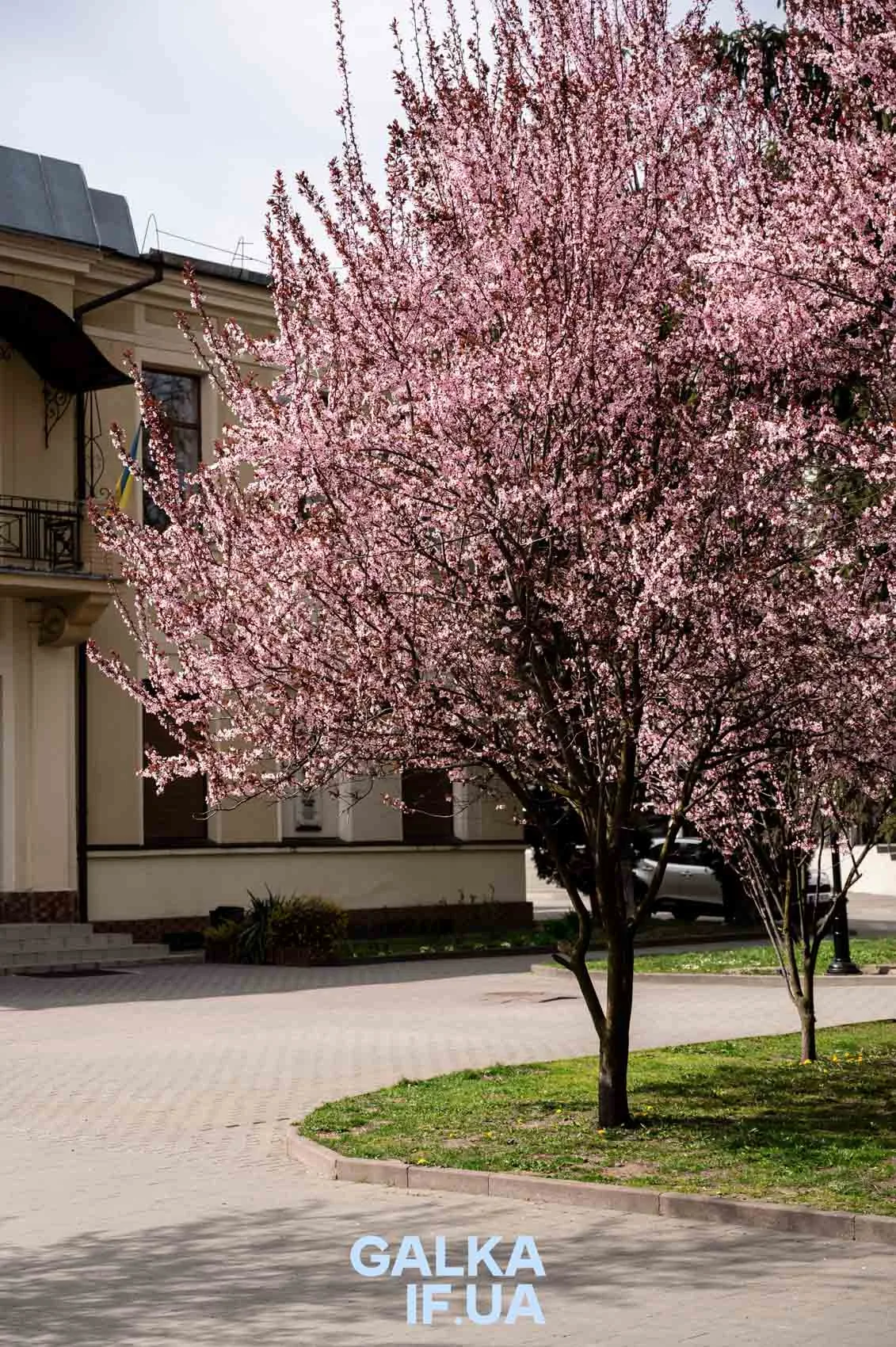 Квітуче рожеве дерево біля будівлі навесні