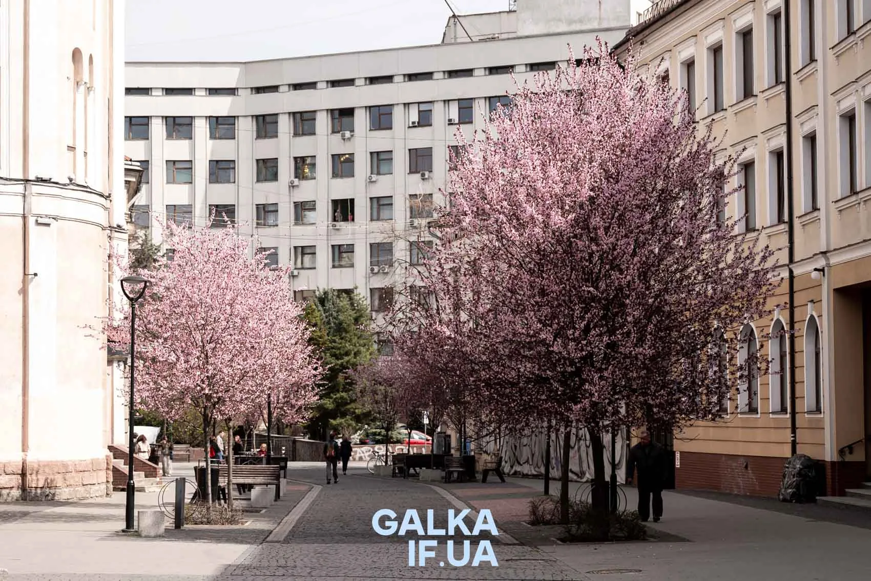 Весняна вулиця з квітучими рожевими деревами