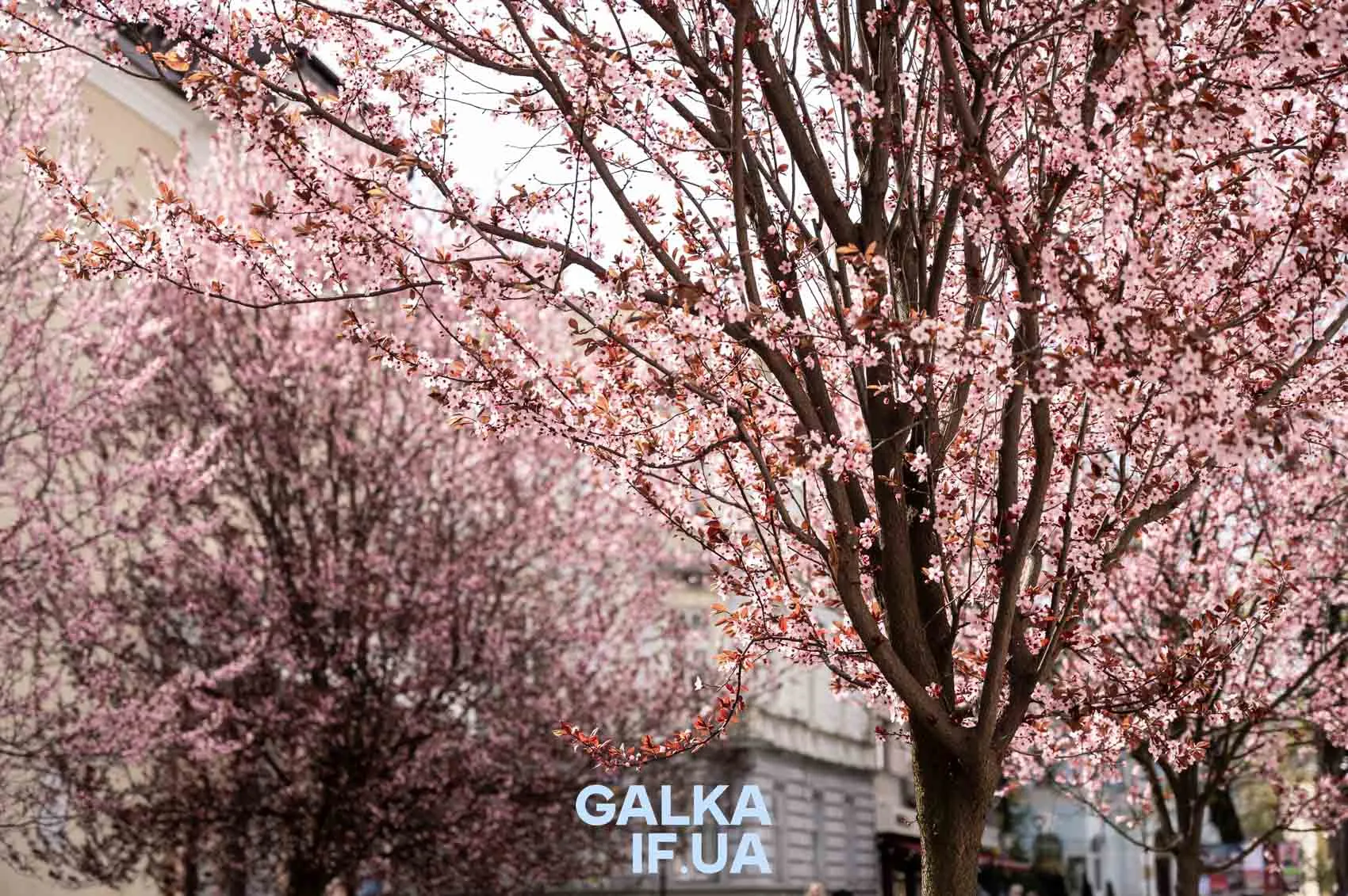 Квітучі сакури на міській вулиці весною
