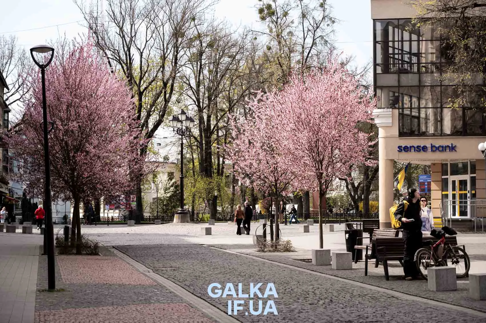 Вулиця з квітучими сакурами в Івано-Франківську