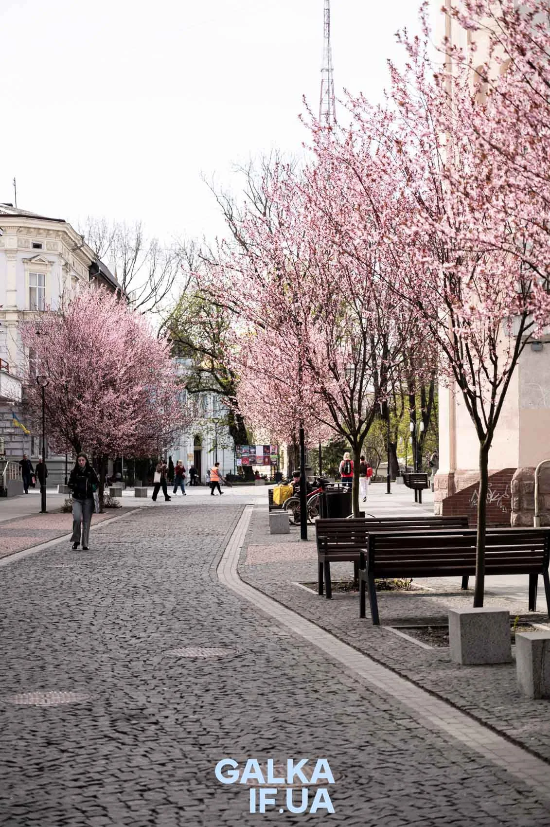 Весняна вулиця з квітучими рожевими деревами