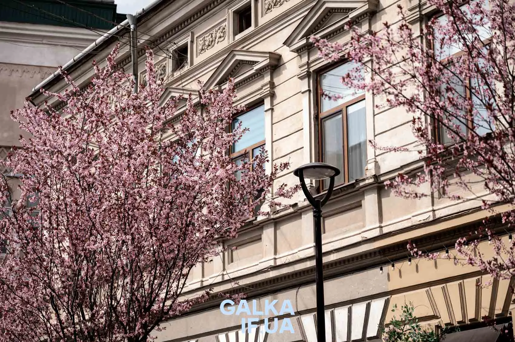 Квітучі дерева біля історичної будівлі весною