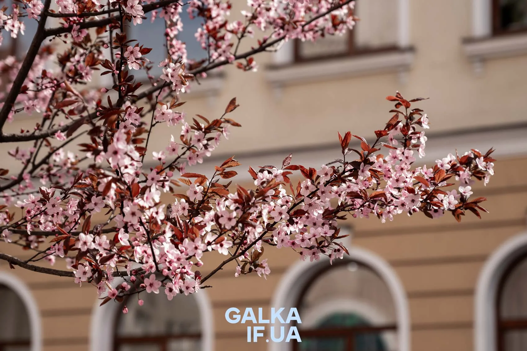 Гілка сакури з рожевими квітами навесні