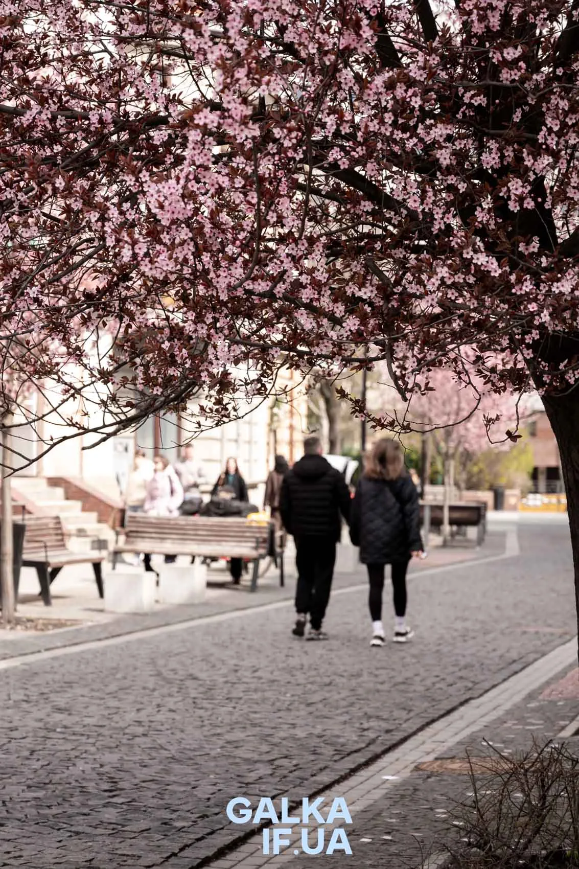 Весняна вулиця з квітучими деревами сакури