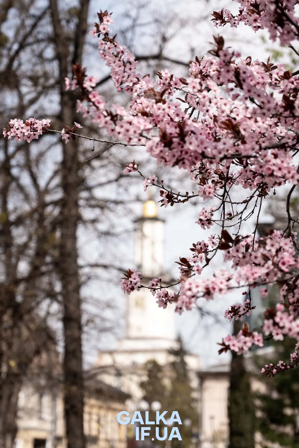Цвітіння сакури у центрі Івано-Франківська