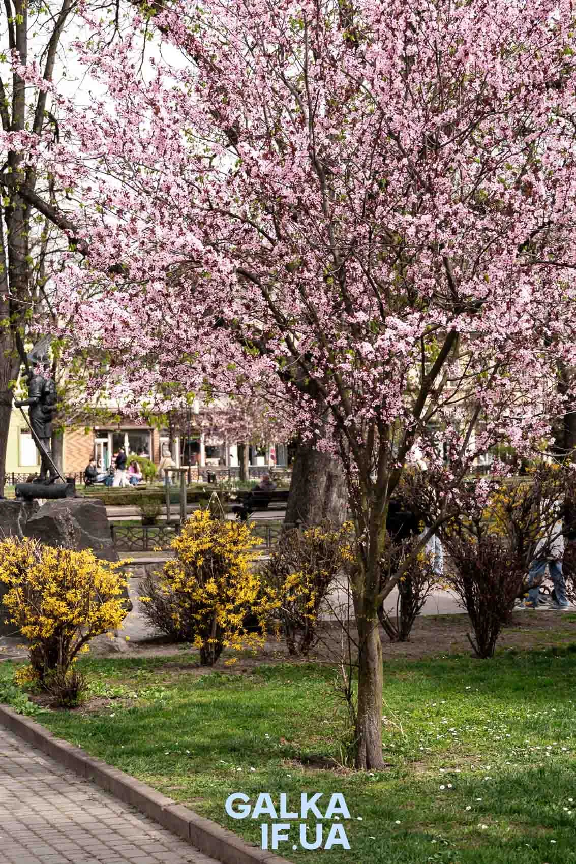Весняне цвітіння дерев у міському парку