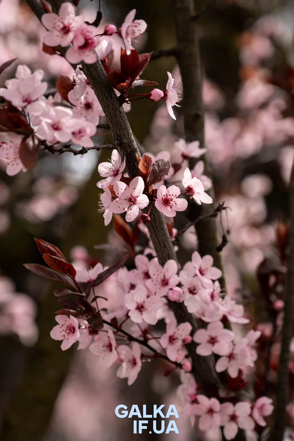 Рожеві квіти весняної вишні на гілці