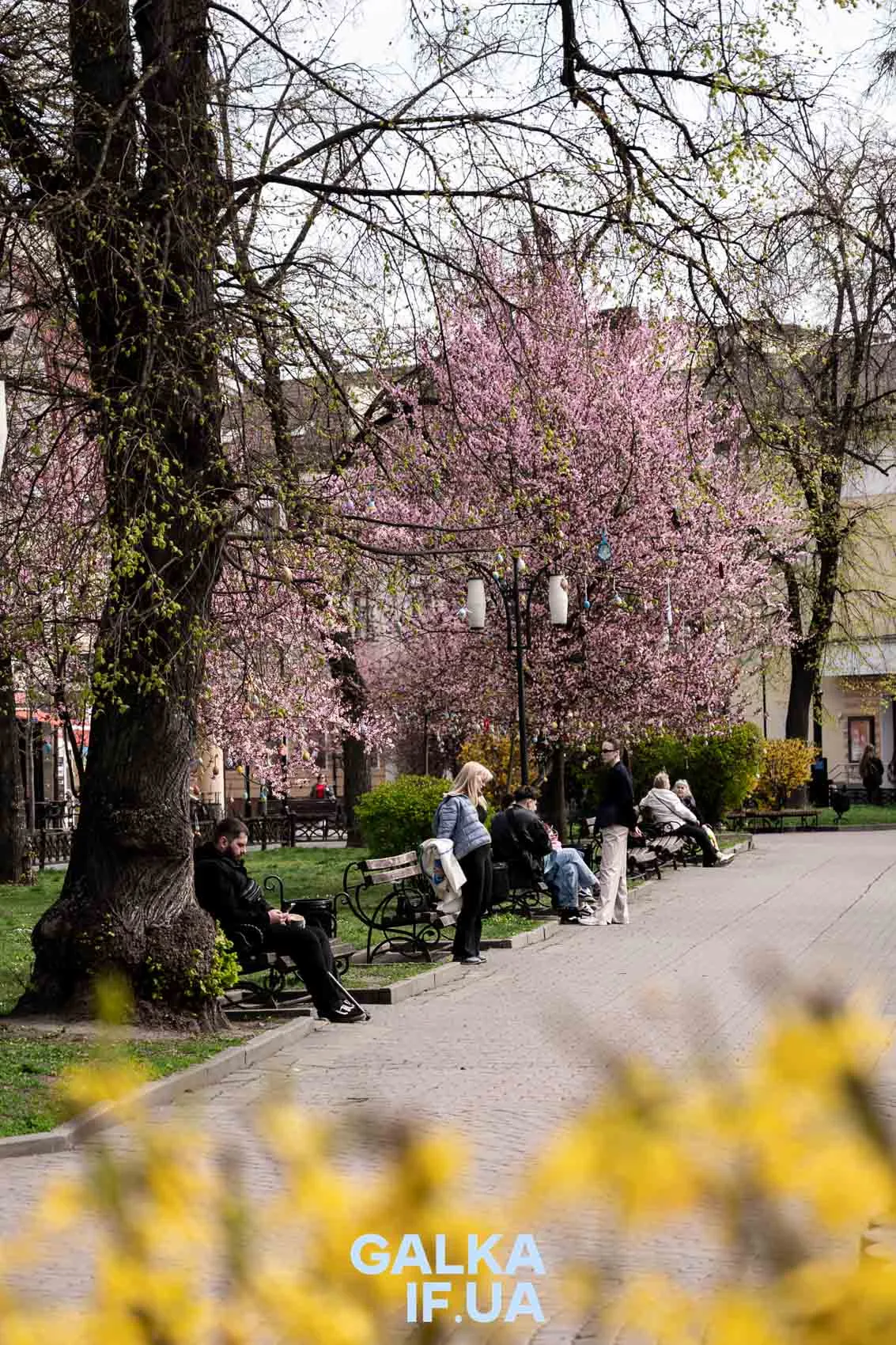 Весна в парку Івано-Франківська з цвітінням дерев
