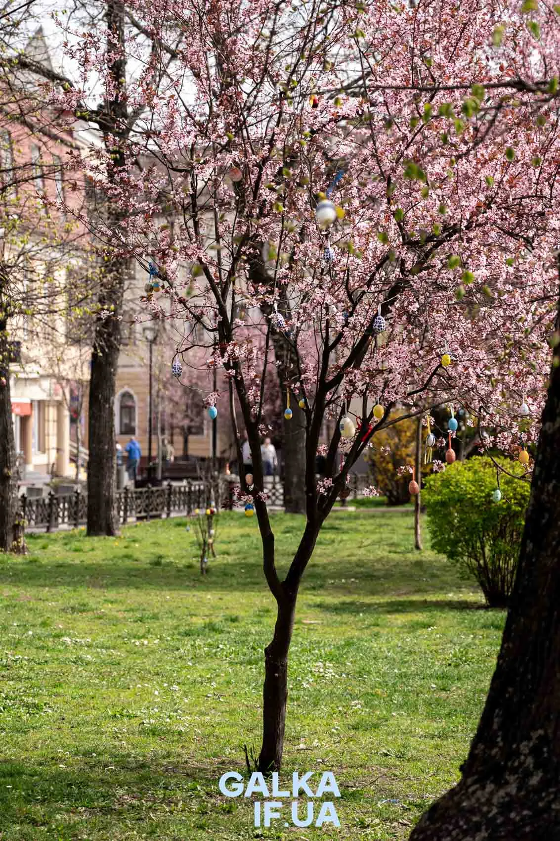 Квітуче дерево з великодніми писанками в парку
