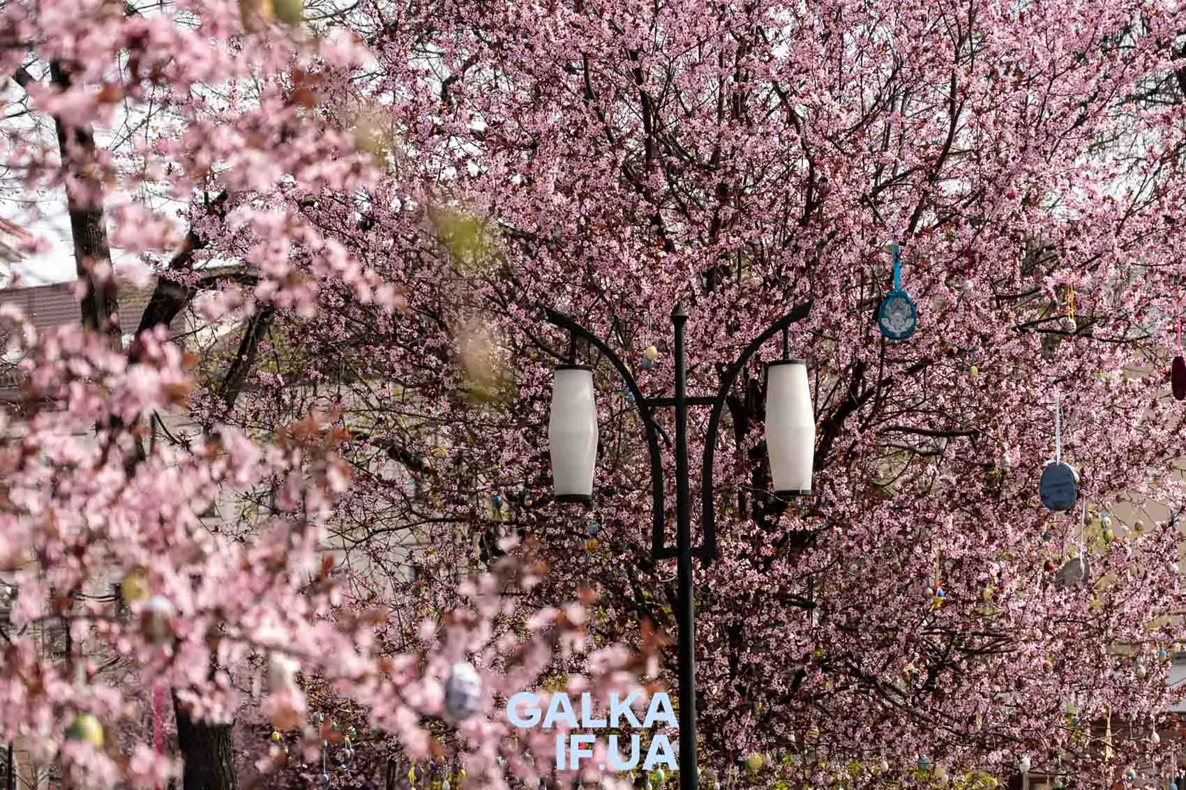 Цвітіння рожевих вишень весною на вулиці