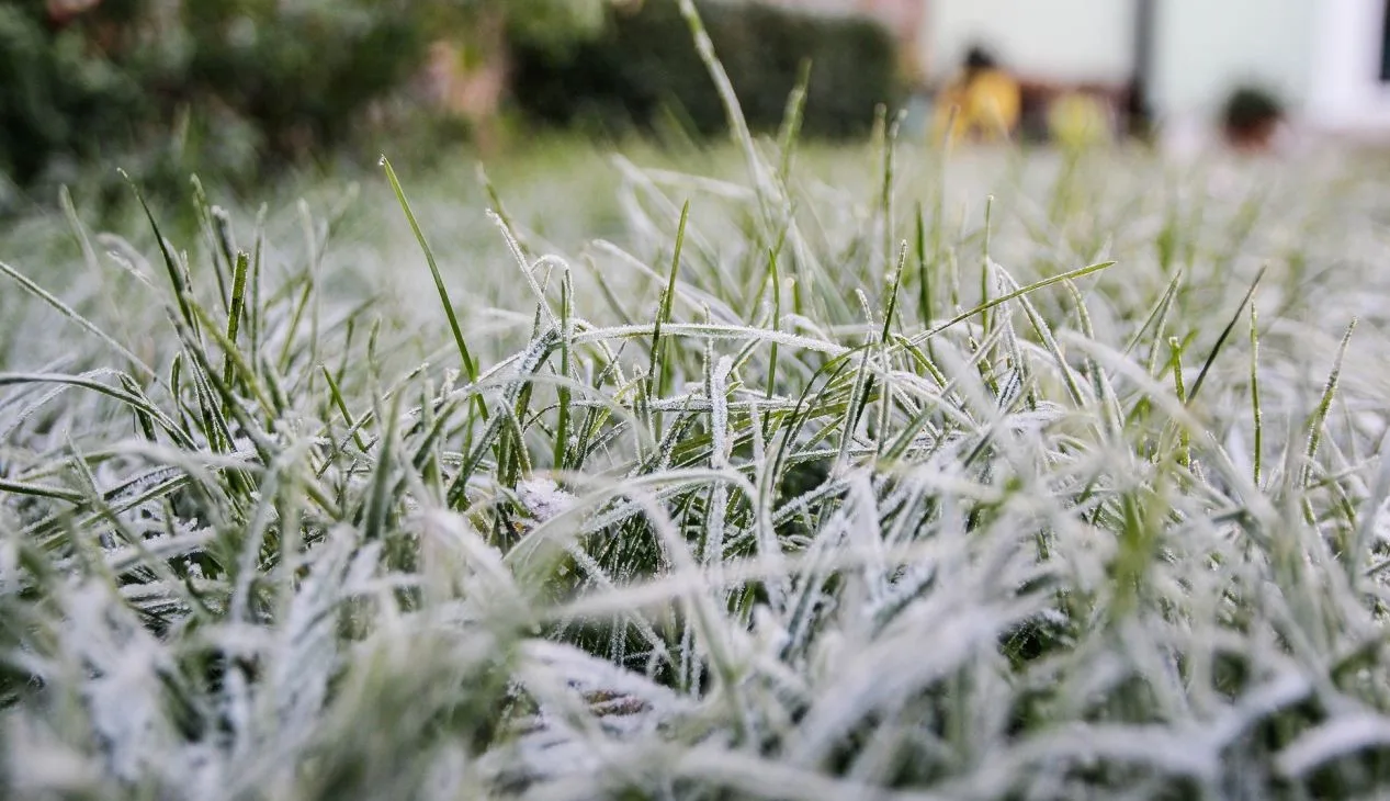 Замерзла трава, вкрита інеєм на світанку