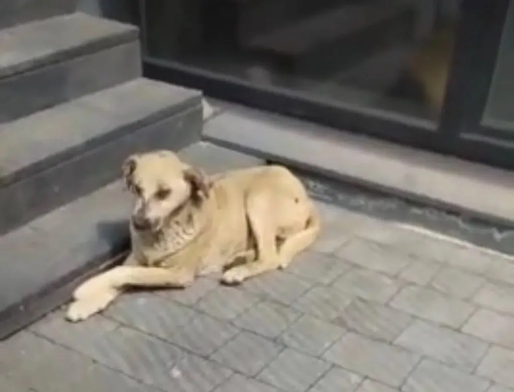 Собака лежить біля сходів на вулиці