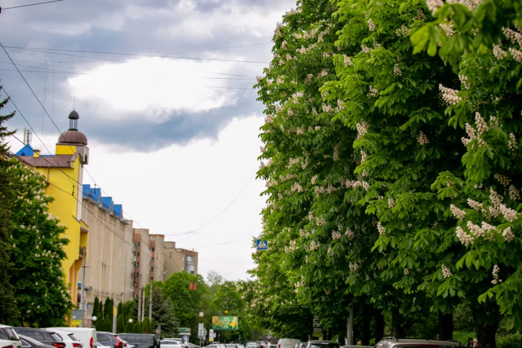 Вулиця з каштанами та припаркованими автомобілями