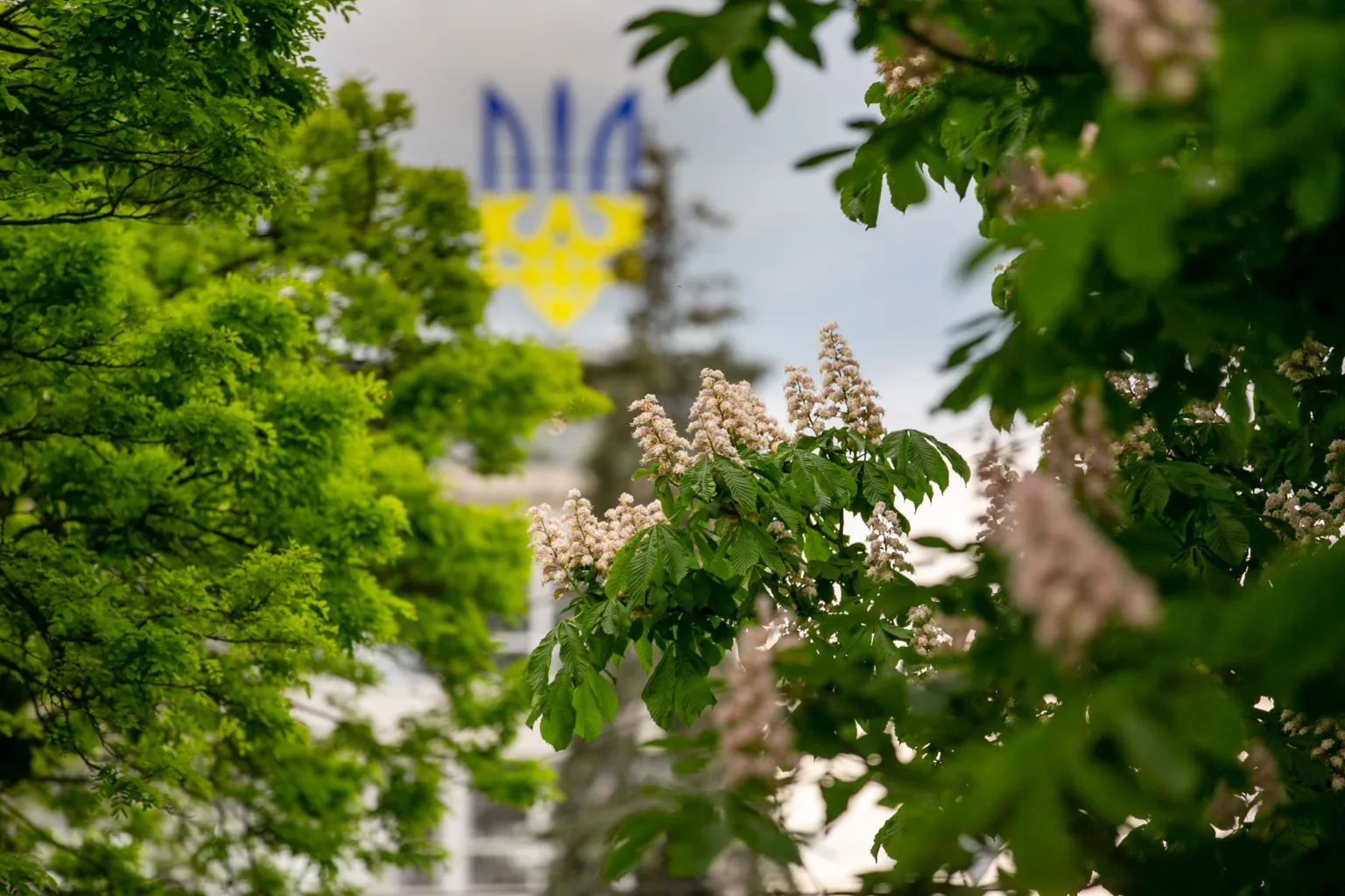 Квітучий каштан перед українським гербом