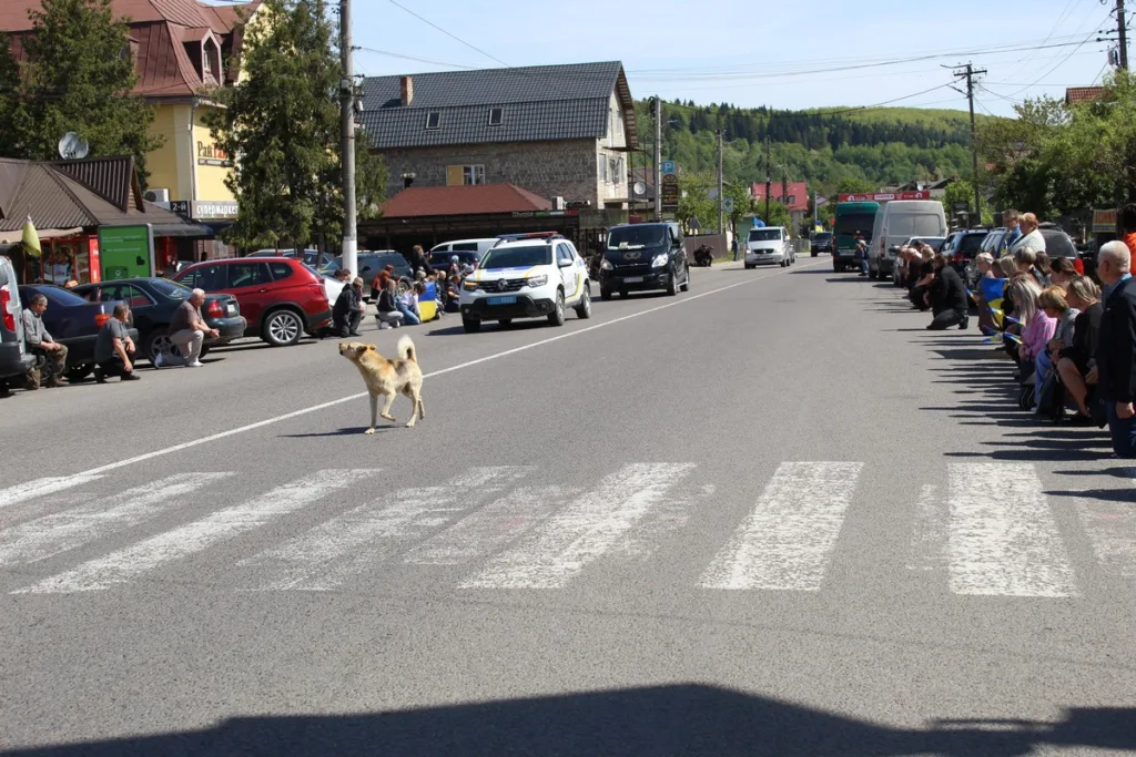 Собака переходить дорогу серед міста