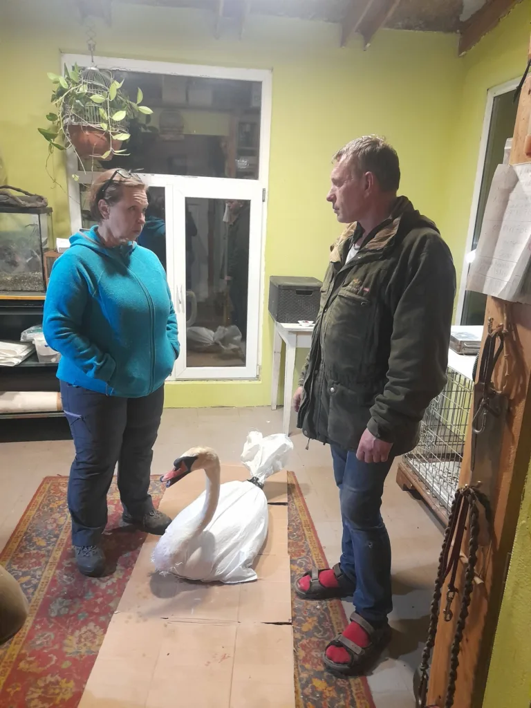 Двоє людей доглядають пораненого лебедя в кімнаті