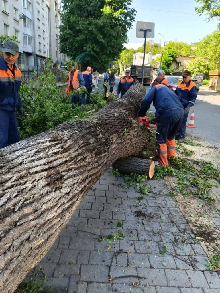 Комунальники ріжуть повалене дерево на вулиці