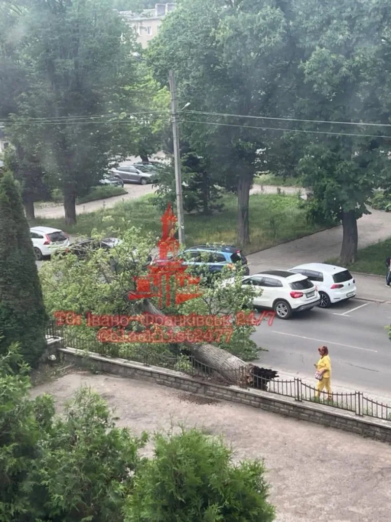 Упало дерево біля дороги та припаркованих машин