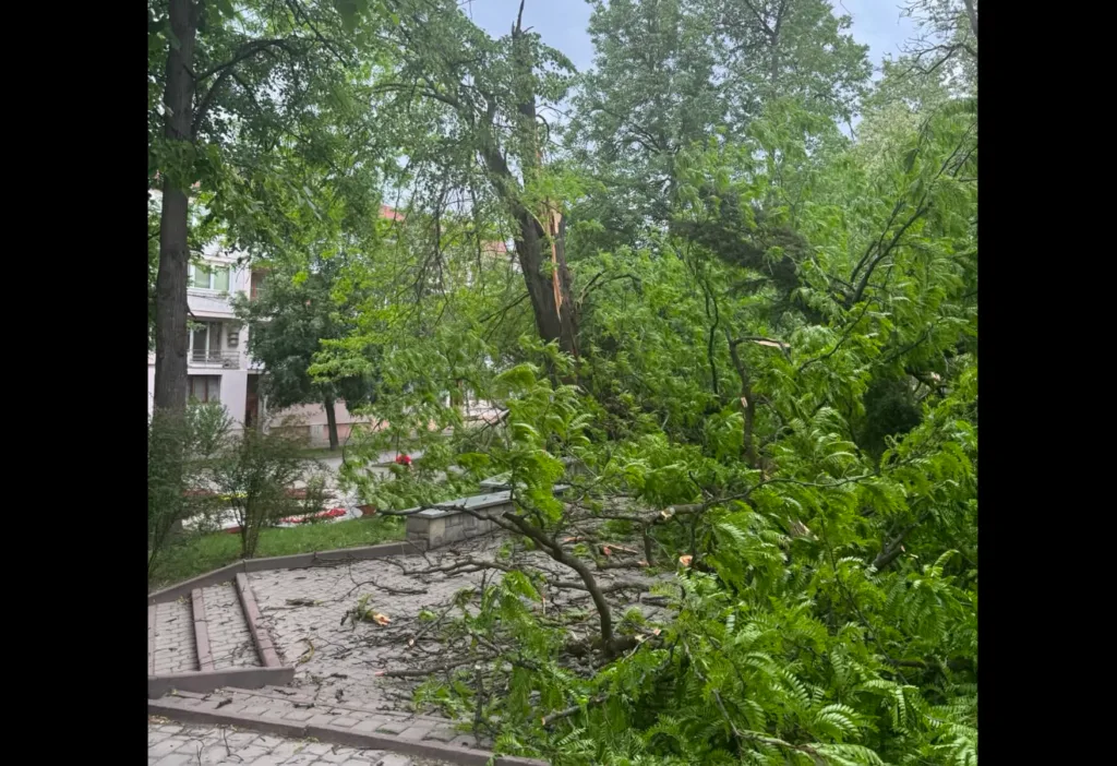 Зламане дерево після бурі в міському парку