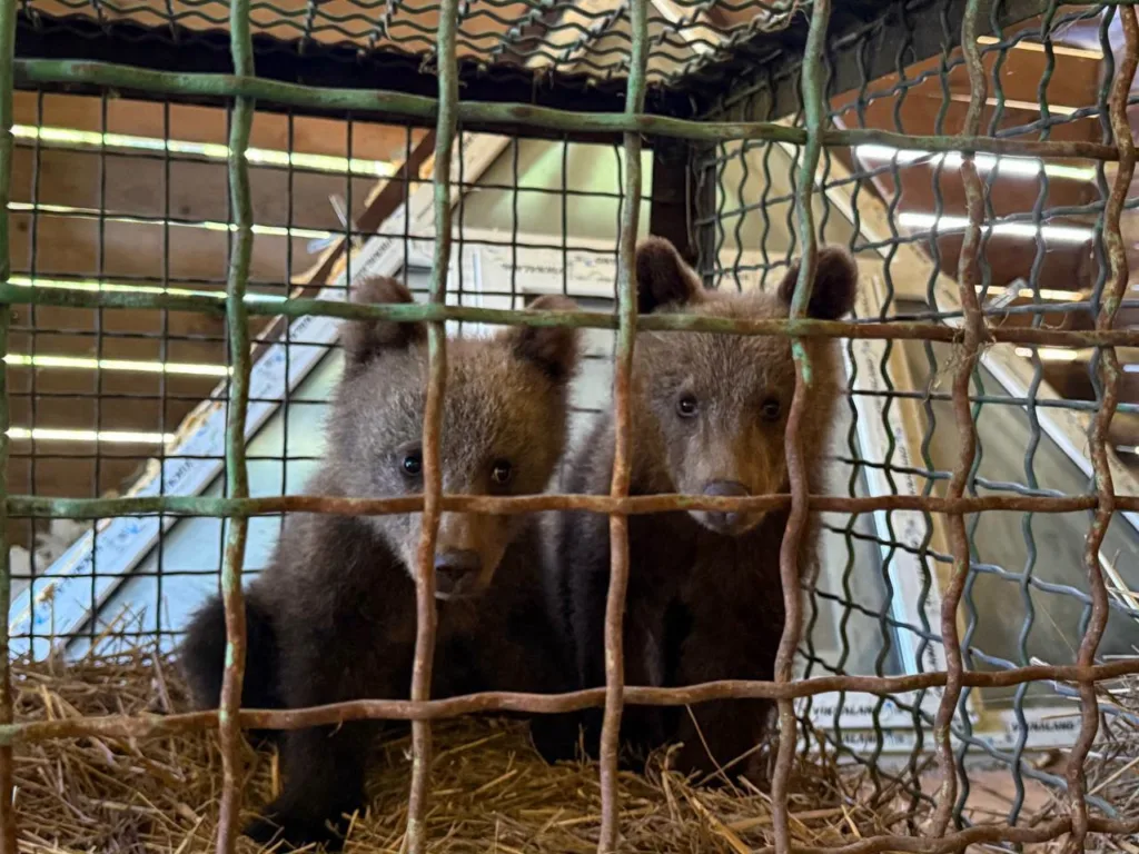 Двоє ведмежат у клітці з сіном