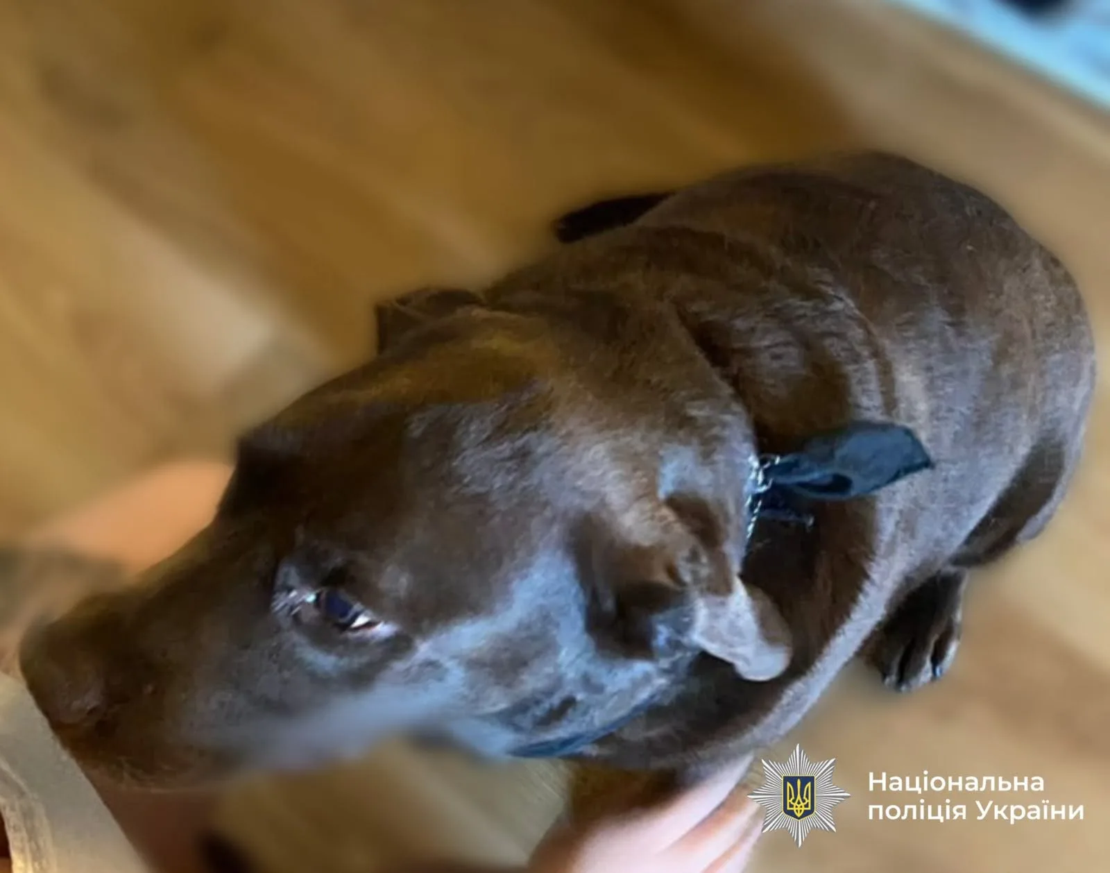 Коричневий собака з чорним нашийником у приміщенні