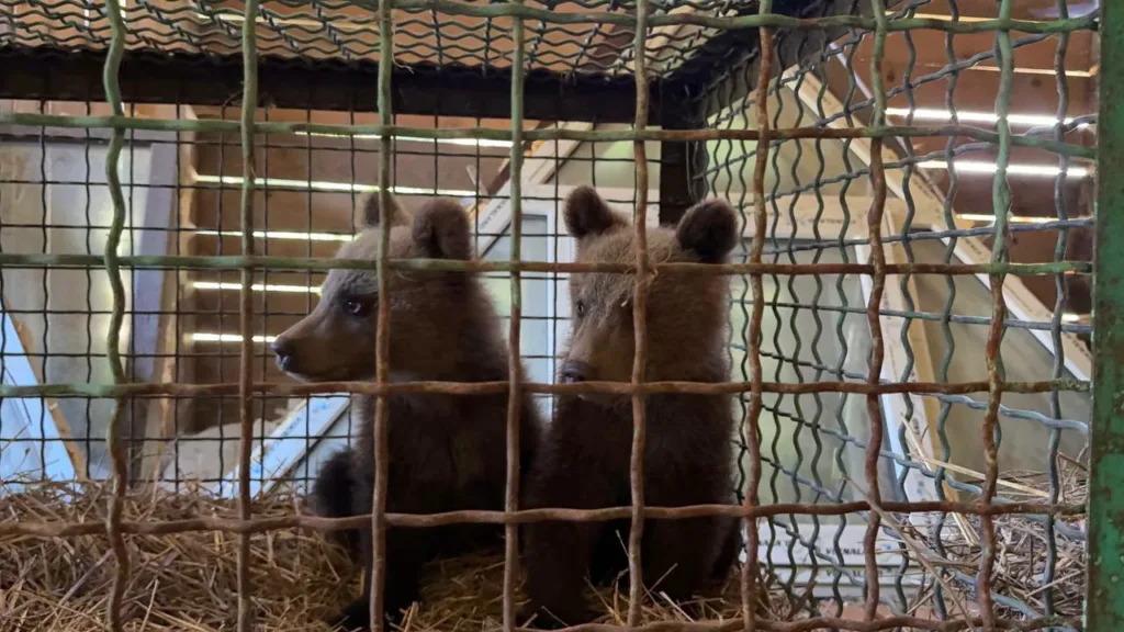 Двоє ведмежат у клітці з сіном