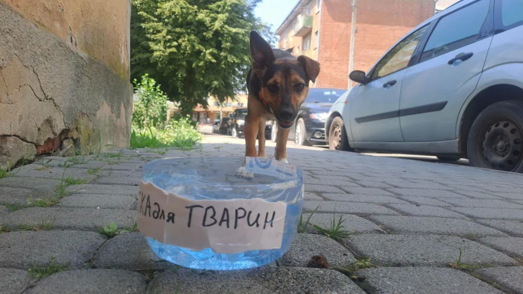 Собака біля миски з водою для тварин