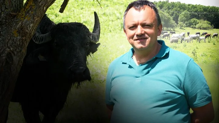 Чоловік біля буйвола на зеленому пасовищі