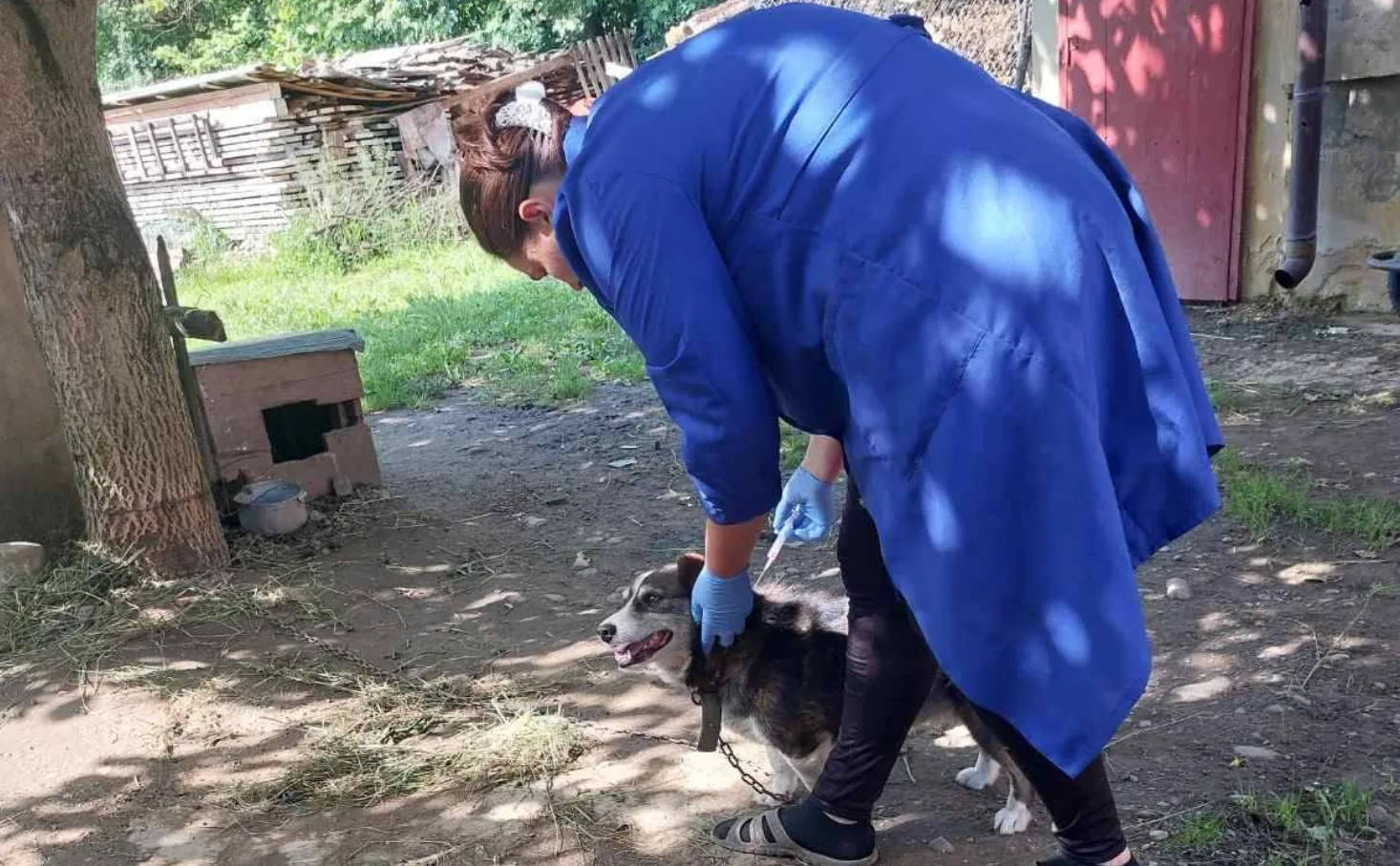 Ветеринар робить щеплення собаці на подвір’ї