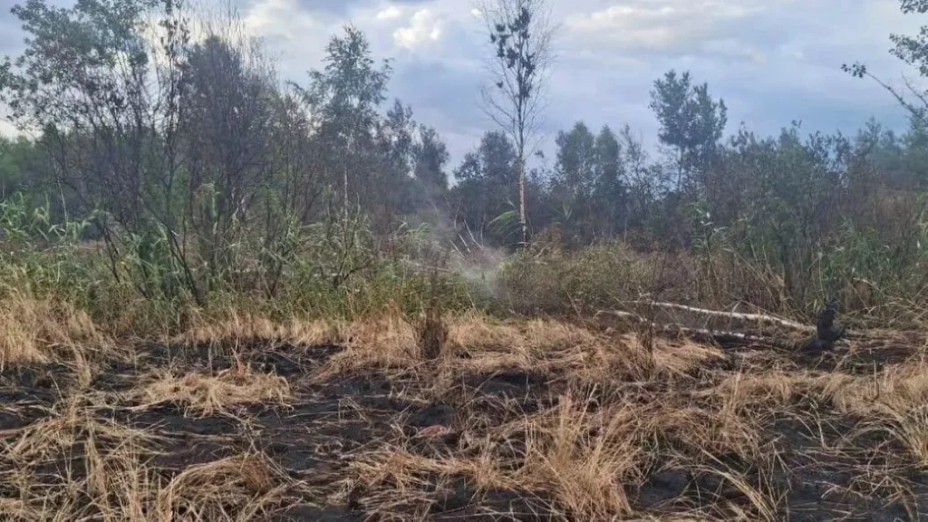 Обгорілий ліс після пожежі під похмурим небом