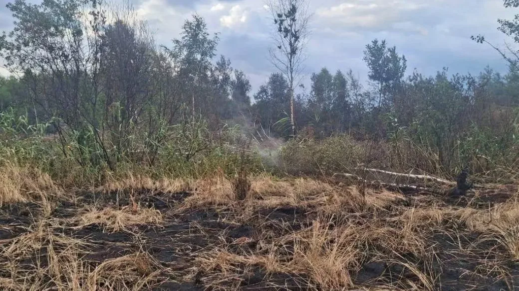 Обгорілий ліс після пожежі під похмурим небом