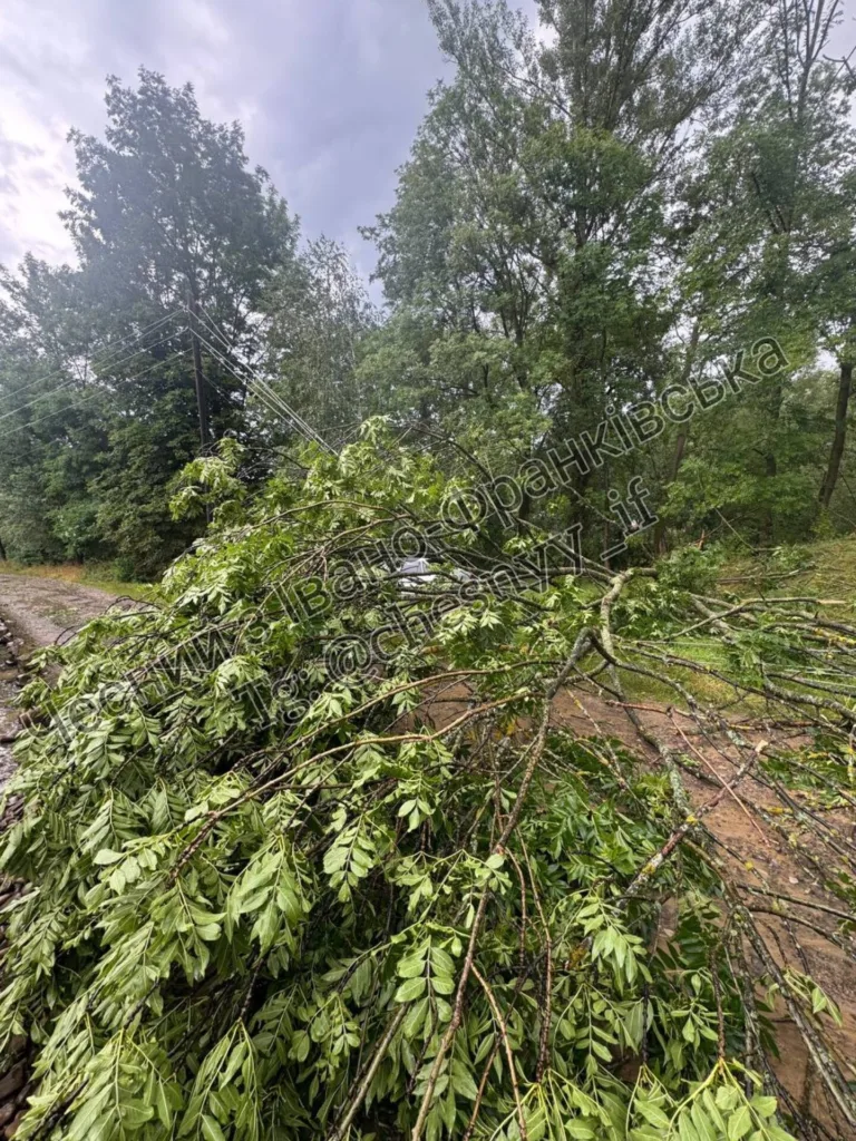 Повалене дерево перекрило дорогу після бурі