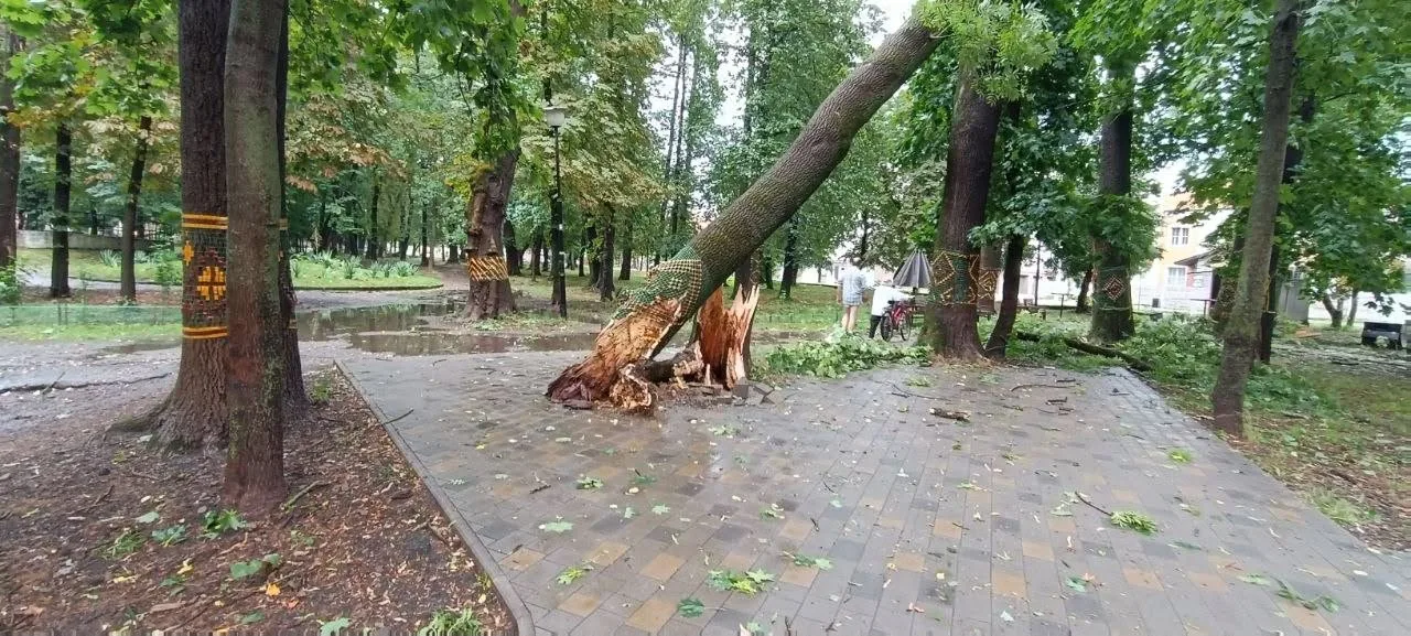 Повалене дерево у міському парку після бурі