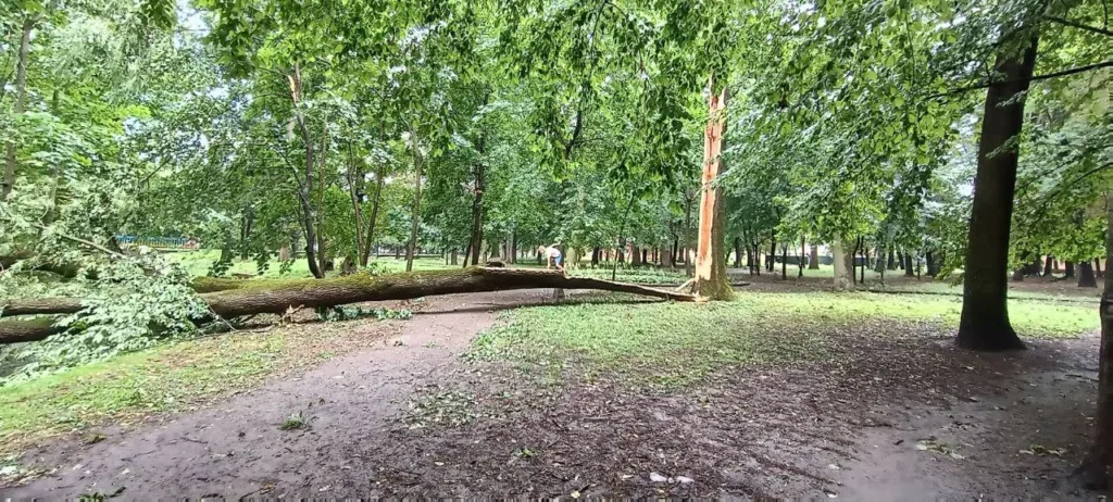 Повале́не дерево у зеленому міському парку