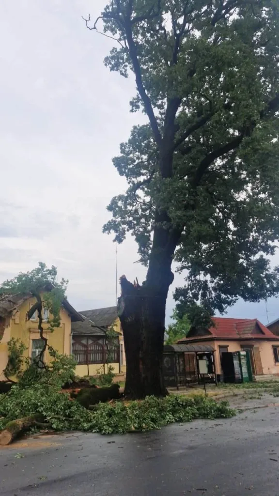 Велике повалене дерево біля старого будинку
